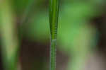 Sharpscale sedge